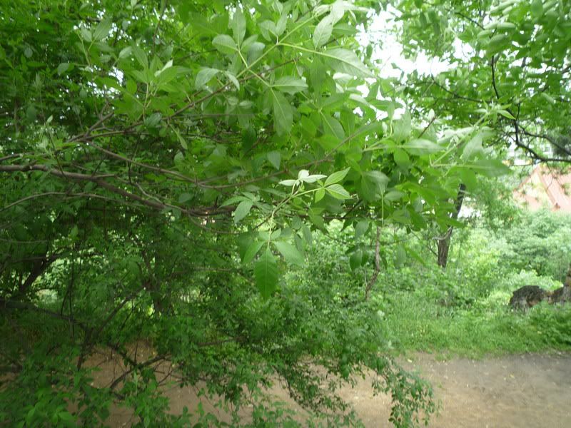 P1060857.jpg