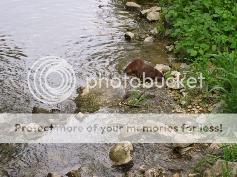 MuskratIII.jpg~original