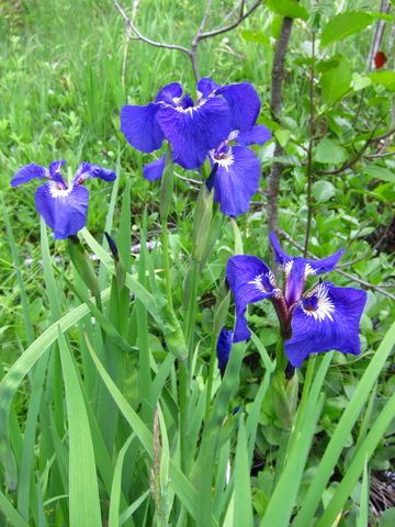 IMG_2135.jpg
