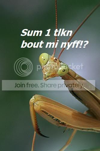 mantisnyff.jpg