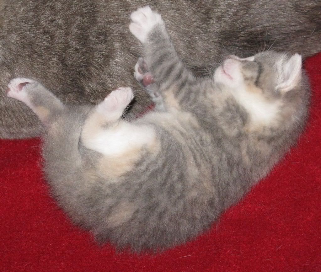 kiwi042.jpg