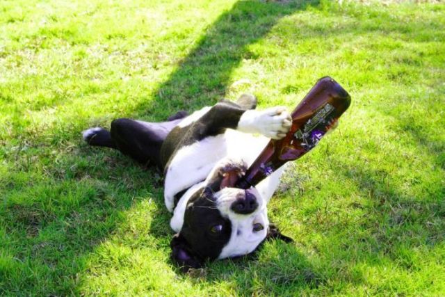 Funny-Animals-Dog-Smoking.jpg
