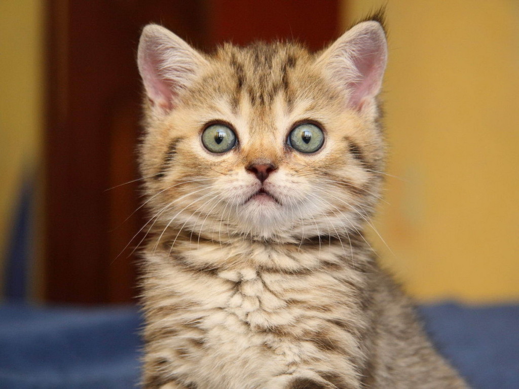 Animals_Cats_Surprised_kitten_024388_.jpg