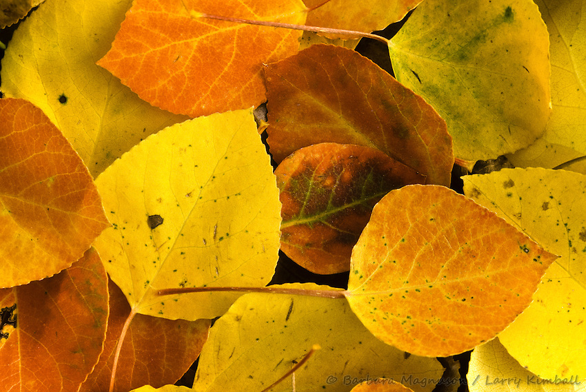 Autumn-aspen-leaves-Populus-tremuloides-J4CO-0577.jpg