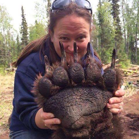 Grizzly%20bear%20paw.jpg