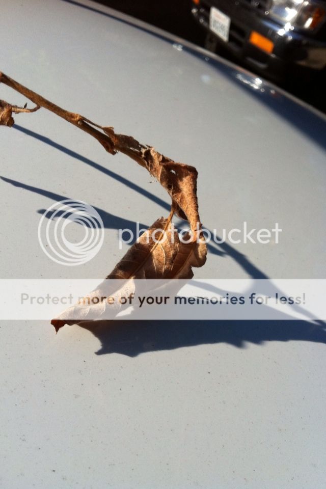 A34F4D58-5ABE-4F66-9FCC-1C0D70658A50-368-000001172B908BB7_zps91d67d84.jpg
