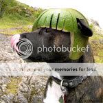 doghelmet1.jpg