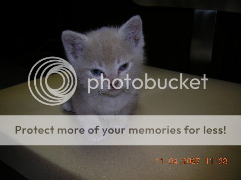 creampuff11407006.jpg
