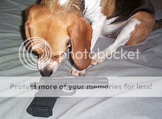 PistolBeagle.jpg