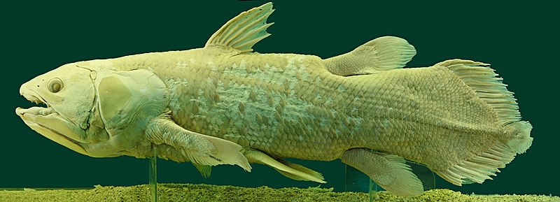 800px-Latimeria_Chalumnae_-_Coelacanth_-_NHMW.jpg