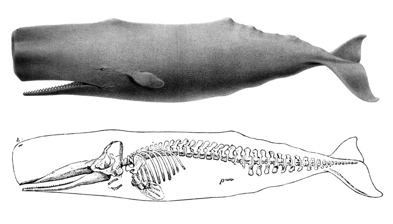 Sperm_whale_drawing_with_skeleton.jpg