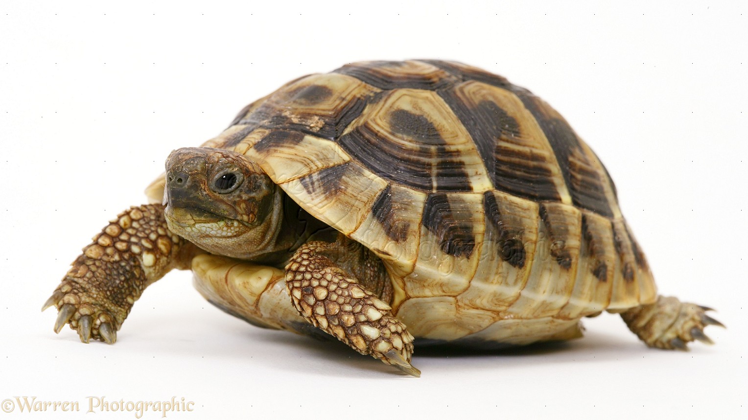14823-Baby-Hermanns-Tortoise-white-background.jpg